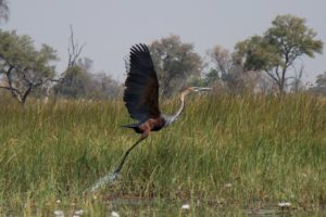 Goliath Heron - Okavango Delta