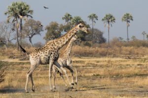 Giraffe family in Okavango Delta 