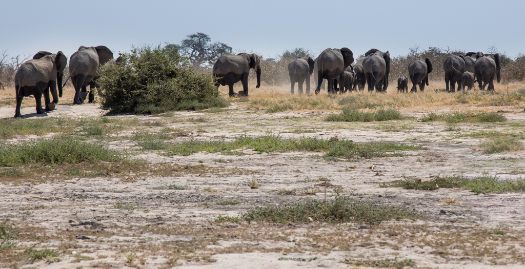 Elephant family in Savuti