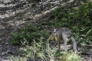 australia-tamworth-kangaroo