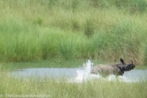 Rhino fleeing from a tiger