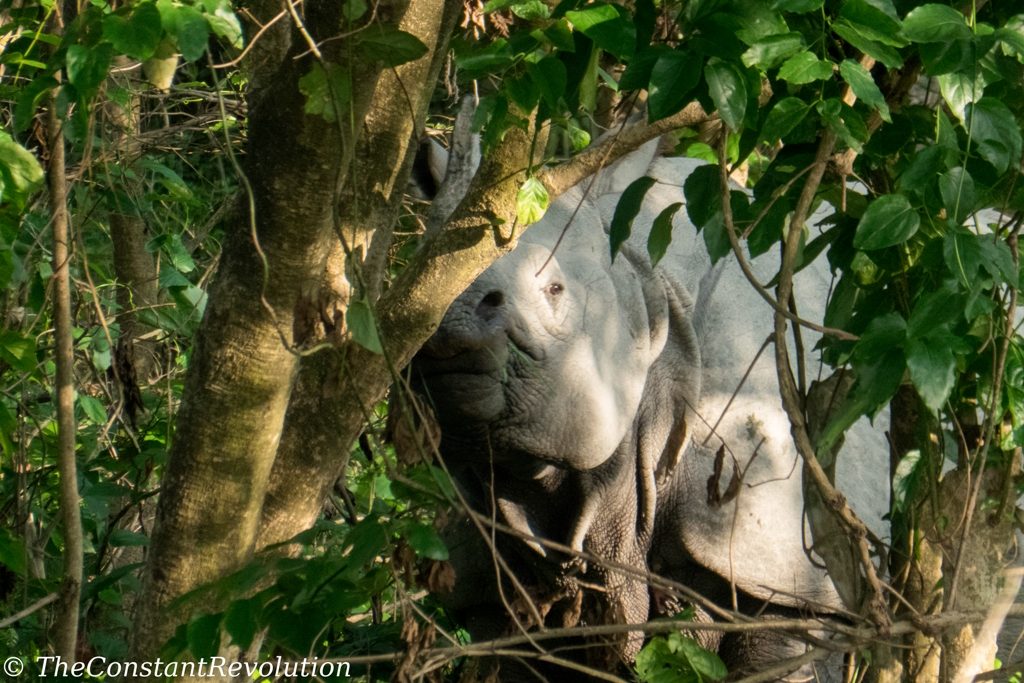 One horned rhino - Bardia National Park