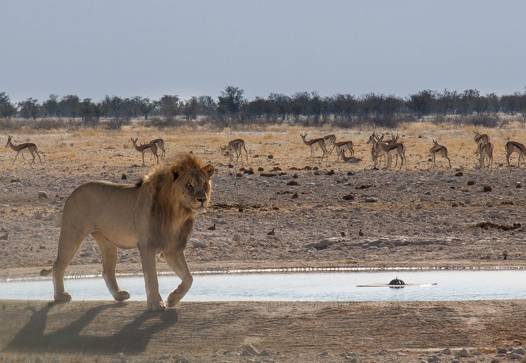 Lion - Etosha National Park