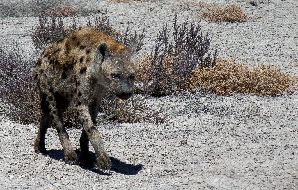 Hyena - Etosha National Park