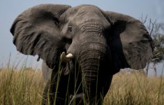 Kingdom of Elephants - Botswana