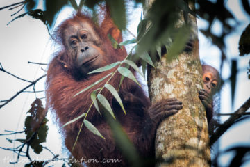Borneo’s Wildlife: the Sound of Sabah’s Rainforest