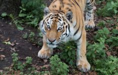 Is it possible to see the Amur tiger in Russia?