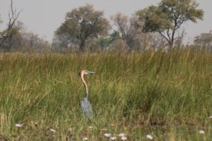 Goliath Heron - Okavango Delta