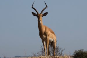 Antelope in Chobe River