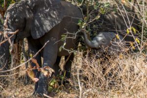 Baby elephant in the Chobe River bush