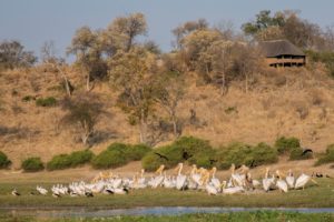 Pelicans - Chobe River 