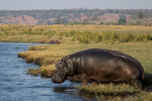 Hippo - Chobe River