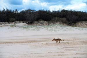 dingo-fraser-island-australia