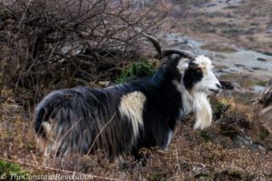 A goat brazing along the trail 