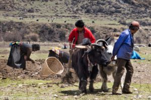 Villagers at work on a high plateau close to Tibet