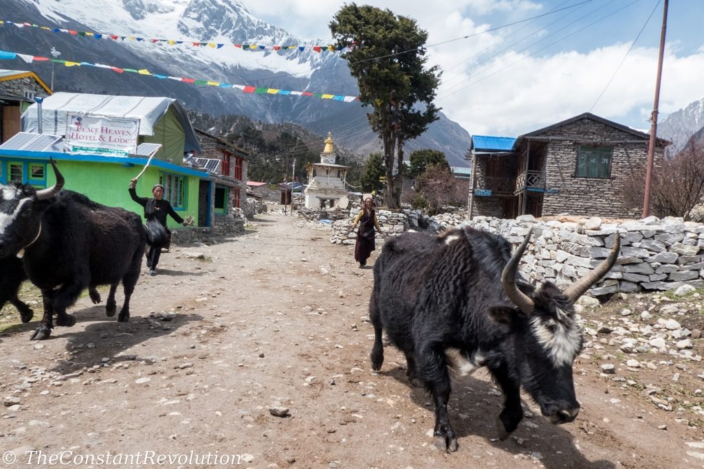 Women leading yaks in a village