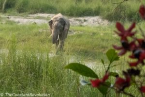 Wild Asian elephant in Bardia National Park 