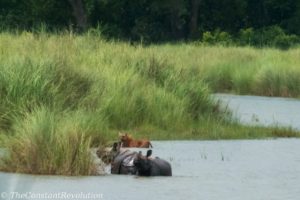 Female tiger and two rhinos at Bardia National Park