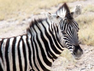 Baby zebra - Etosha National Park